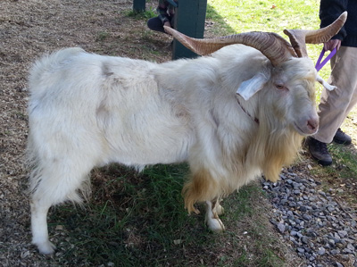goat cashmere festival sheep vermont wool association