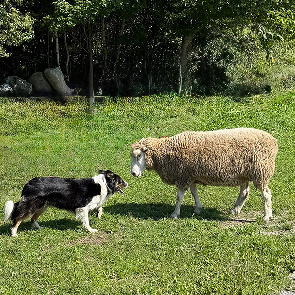 Sheep herding demos at Vermont Sheep & Wool Festival