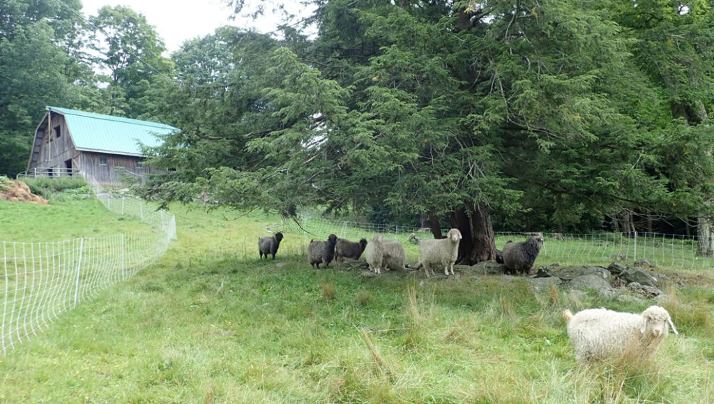 Dillner Hillside Farm at Vermont Sheep & Wool Festival