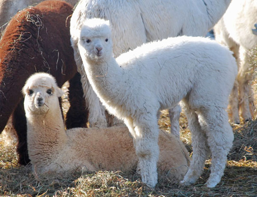 Purgatory Falls Alpaca Farm at Vermont Sheep & Wool Festival