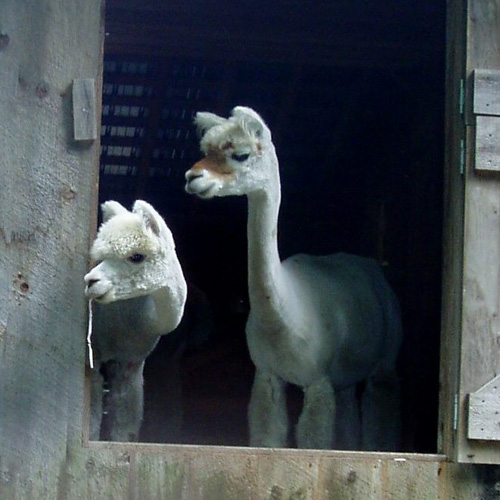 Sanctuary's Alpaca Farm at Vermont Sheep & Wool Festival