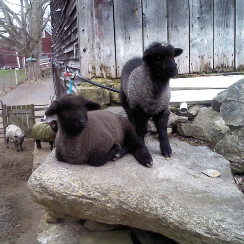 Willis Towne Farm at Vermont Sheep & Wool Festival