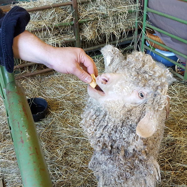 Wiseacres Farm at Vermont Sheep & Wool Festival