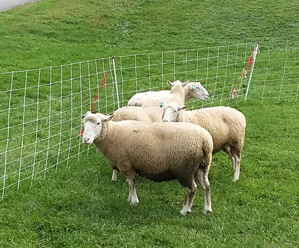 Vermont Sheep & Wool Festival, Tunbridge, Vermont