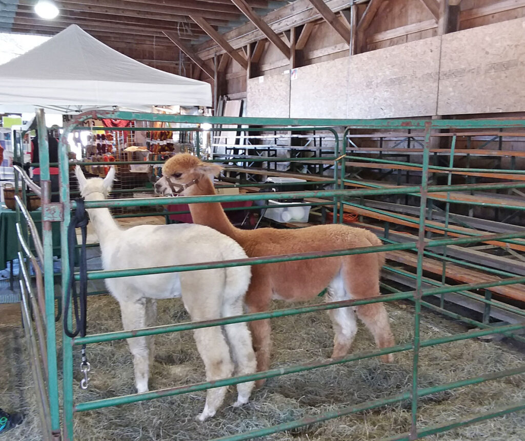 Vermont Sheep & Wool Festival, Tunbridge, VT - alpacas
