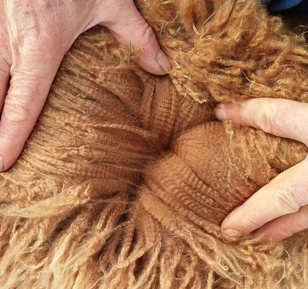 Vermont Sheep & Wool Festival, Tunbridge, VT - alpaca fiber