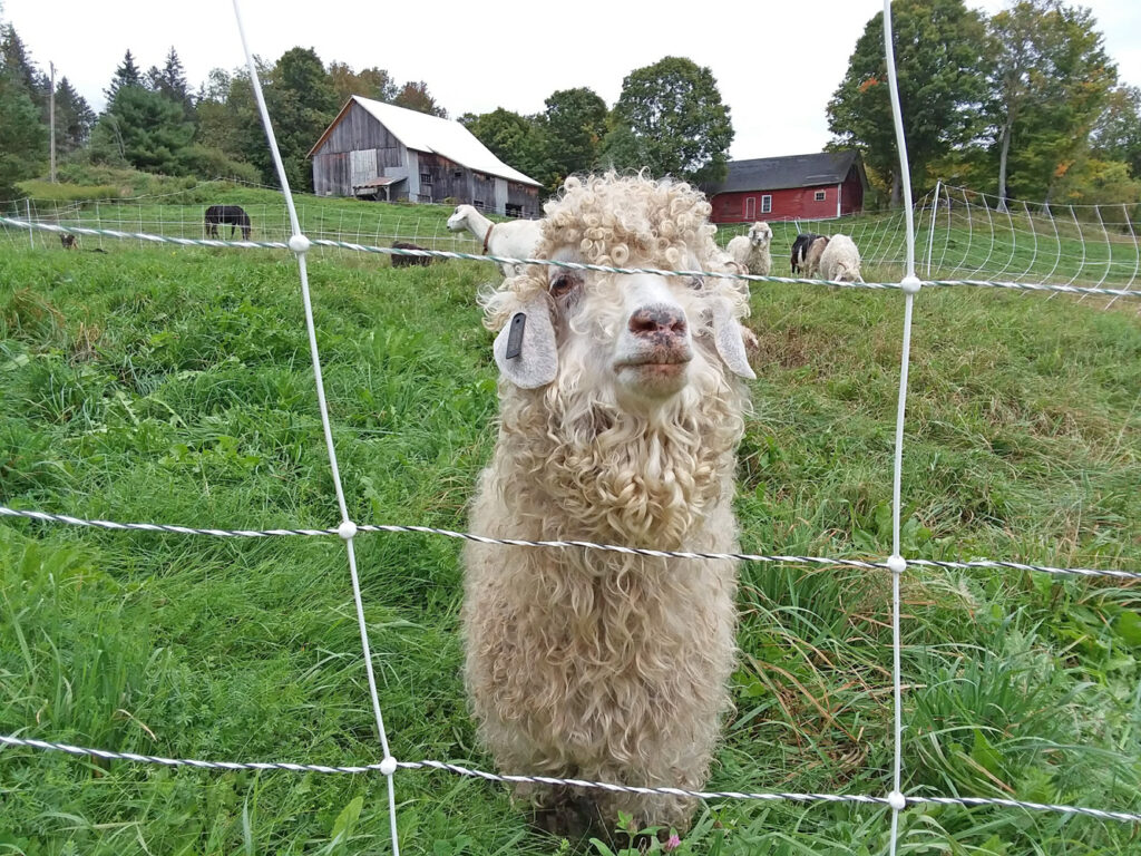 Vermont Sheep & Wool Festival, Tunbridge, VT - angora goatat