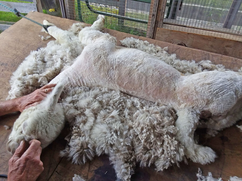 Vermont Sheep & Wool Festival, Tunbridge, VT - alpaca shearing