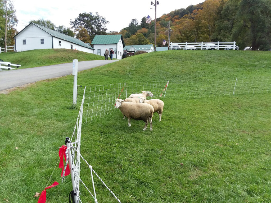 Vermont Sheep & Wool Festival, Tunbridge, VT - sheep