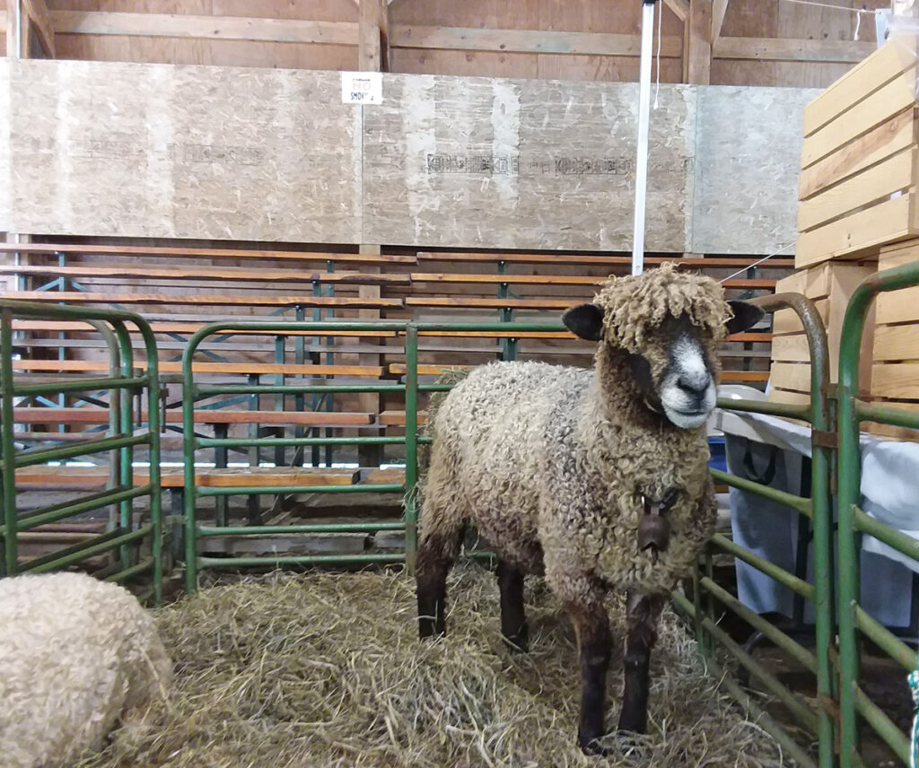 Vermont Sheep & Wool Festival, Tunbridge, VT - sheep