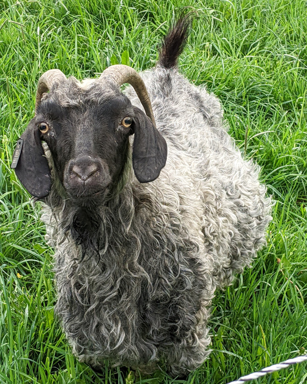 Starry Eyed Farm at Vermnt Sheep & Wool Festival