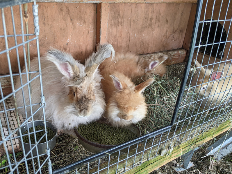 Starry Eyed Farm at Vermont Sheep & Wool Festival