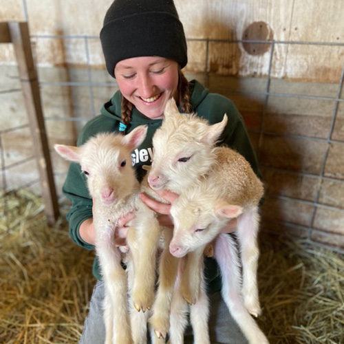 Animal Barn - Vermont Sheep & Wool Festival