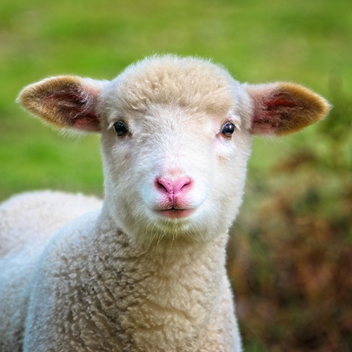 Multiplasan Feed Supplement at Vermont Sheep & Wool Festival