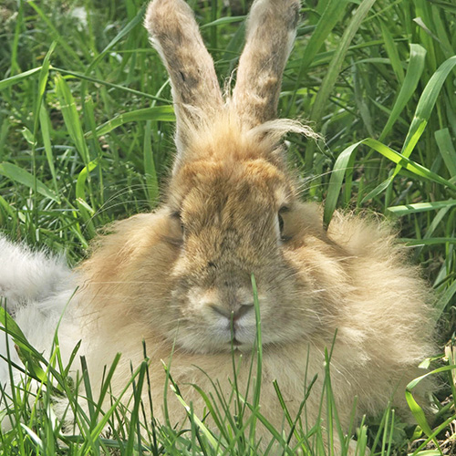 TurboFluffed Creations at Vermont Sheep & Wool Festival