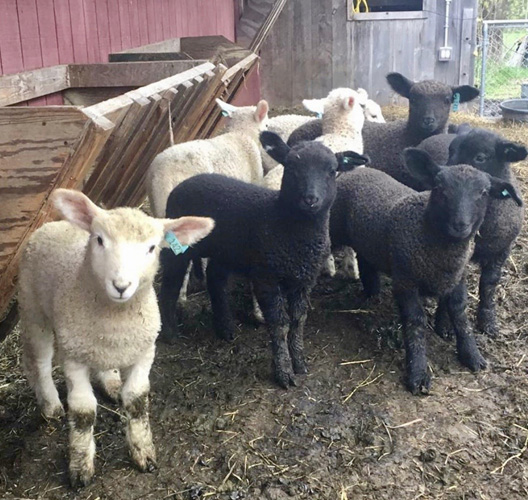 Blue Heron Farm at Vermont Sheep & Wool Festival
