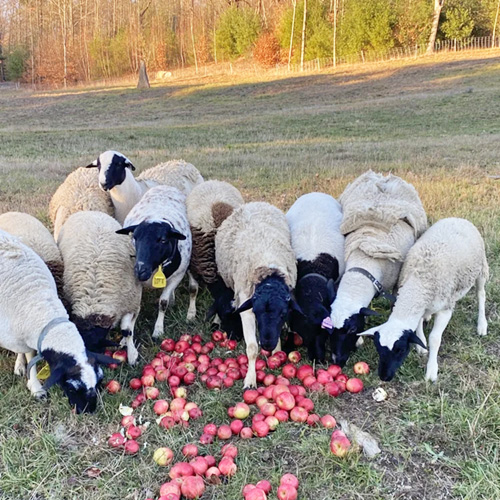 Lucky Dog Farm at Vermont Sheep & Wool Festival