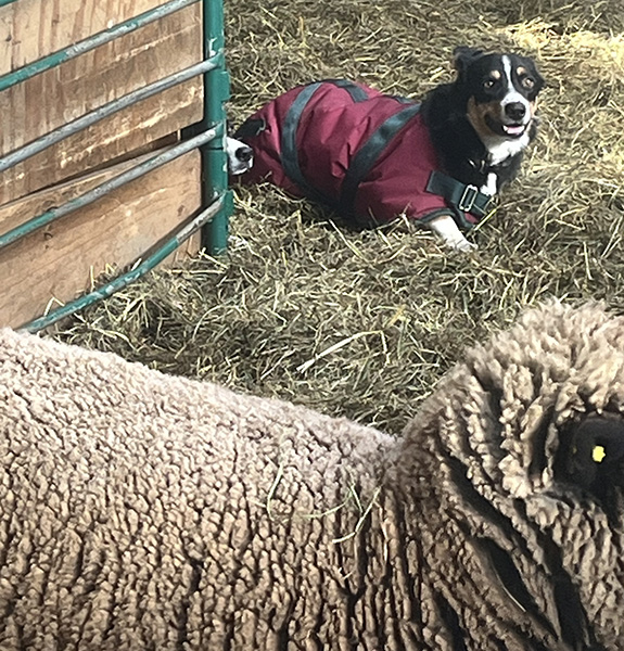 Steve Lyons from Ewe ‘N’ Eye Farm demos sheep herding at Vermont Sheep & Wool Festival