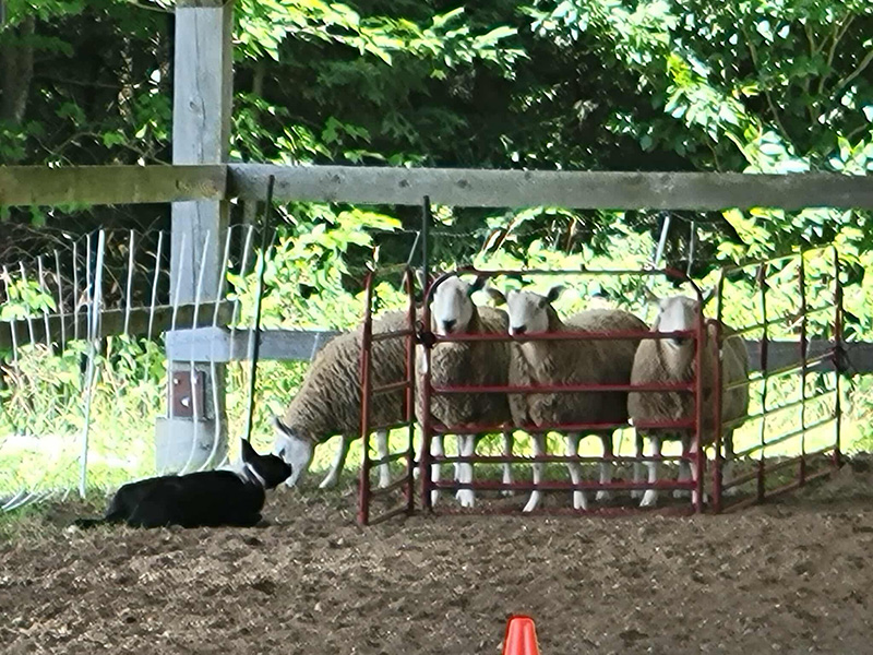 Steve Lyons from Ewe ‘N’ Eye Farm demos sheep herding at Vermont Sheep & Wool Festival