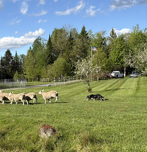 Steve Lyons from Ewe ‘N’ Eye Farm demos sheep herding at Vermont Sheep & Wool Festival
