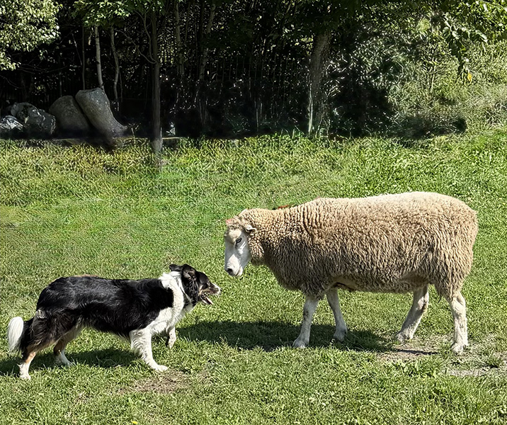 Steve Lyons from Ewe ‘N’ Eye Farm demos sheep herding at Vermont Sheep & Wool Festival